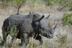 If saving the rhinoceros is on your list of important causes, that's one more reason why making money is a good thing.